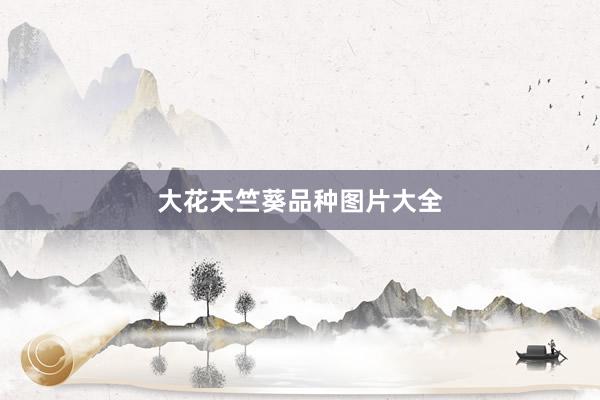 大花天竺葵品种图片大全